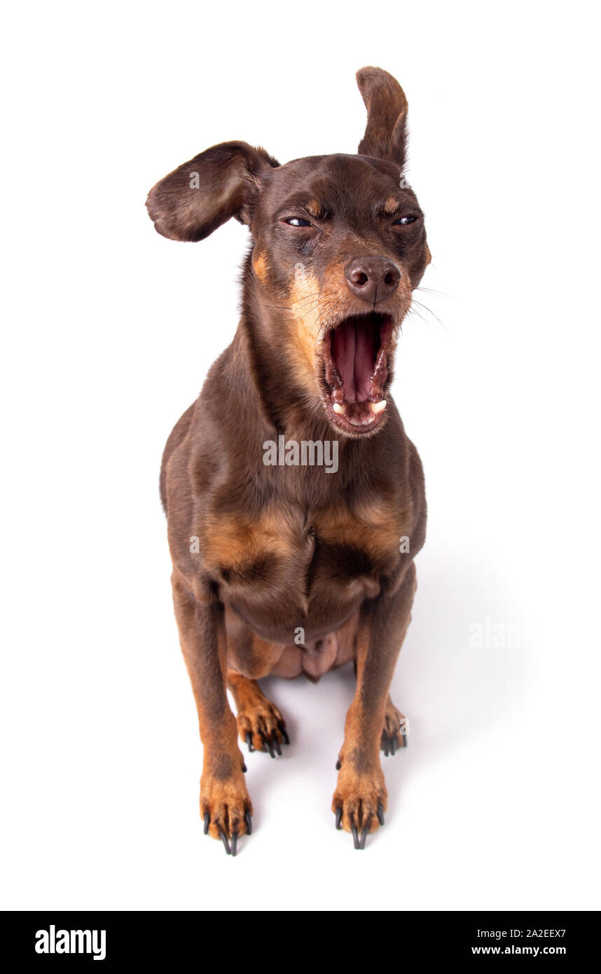 miniature brown pinsher dog yarwn isolated on white background Stock Photo
