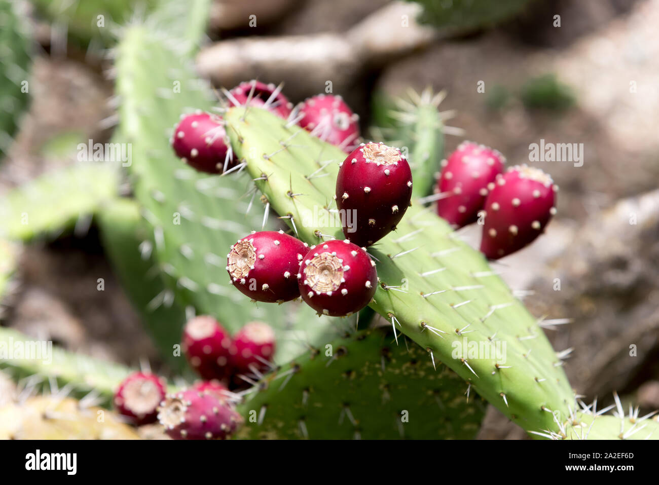 Close up of a spiky cactus Stock Photo