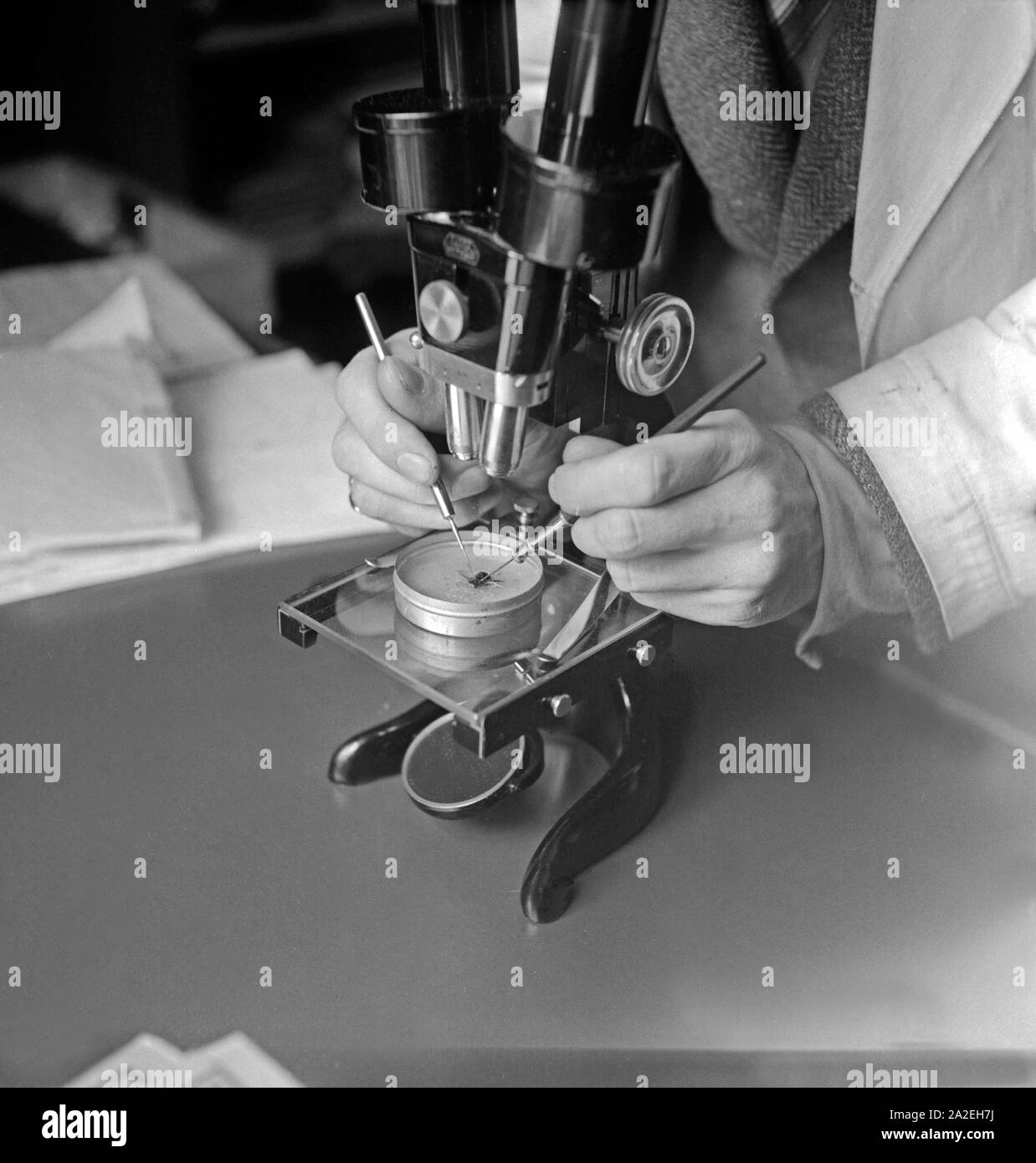 Ein Mitarbeiter des Landesinstituts für Bienenforschung in Celle untersucht eine einzelne Biene unter dem Mikroskop, Deutschland 1930er Jahre. A staff member of the honey bee research centre at Celle examining a single bee under the microscope, Germany 1930s. Stock Photo