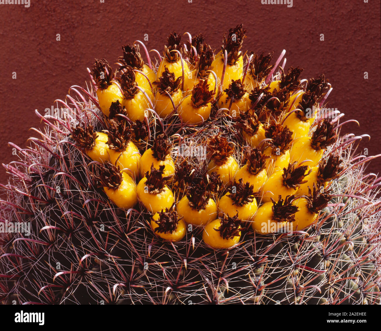 Barrel Cactus Fruit Stock Photo Alamy