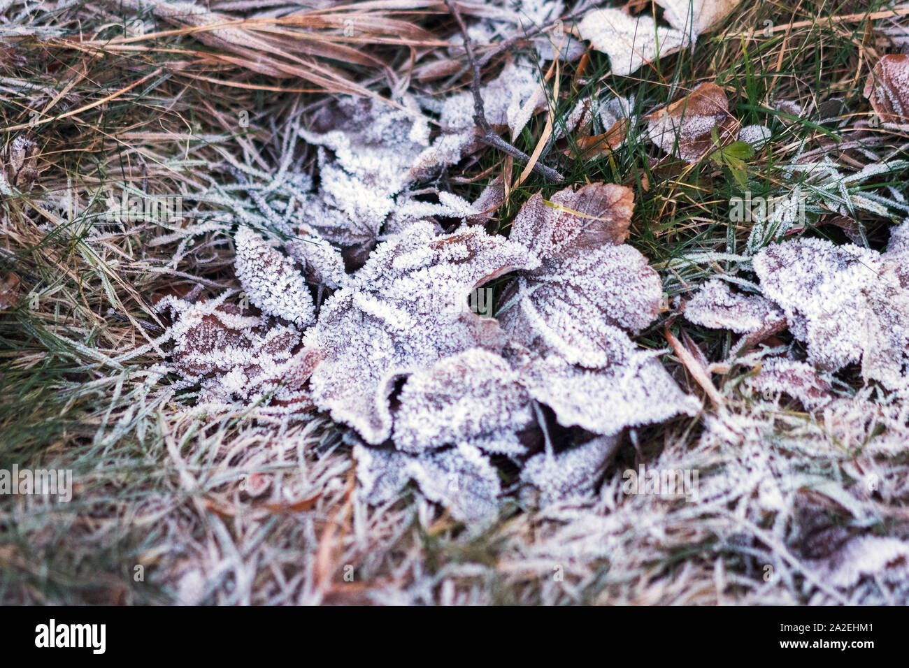 Grass covered with red leaves hi-res stock photography and images - Alamy