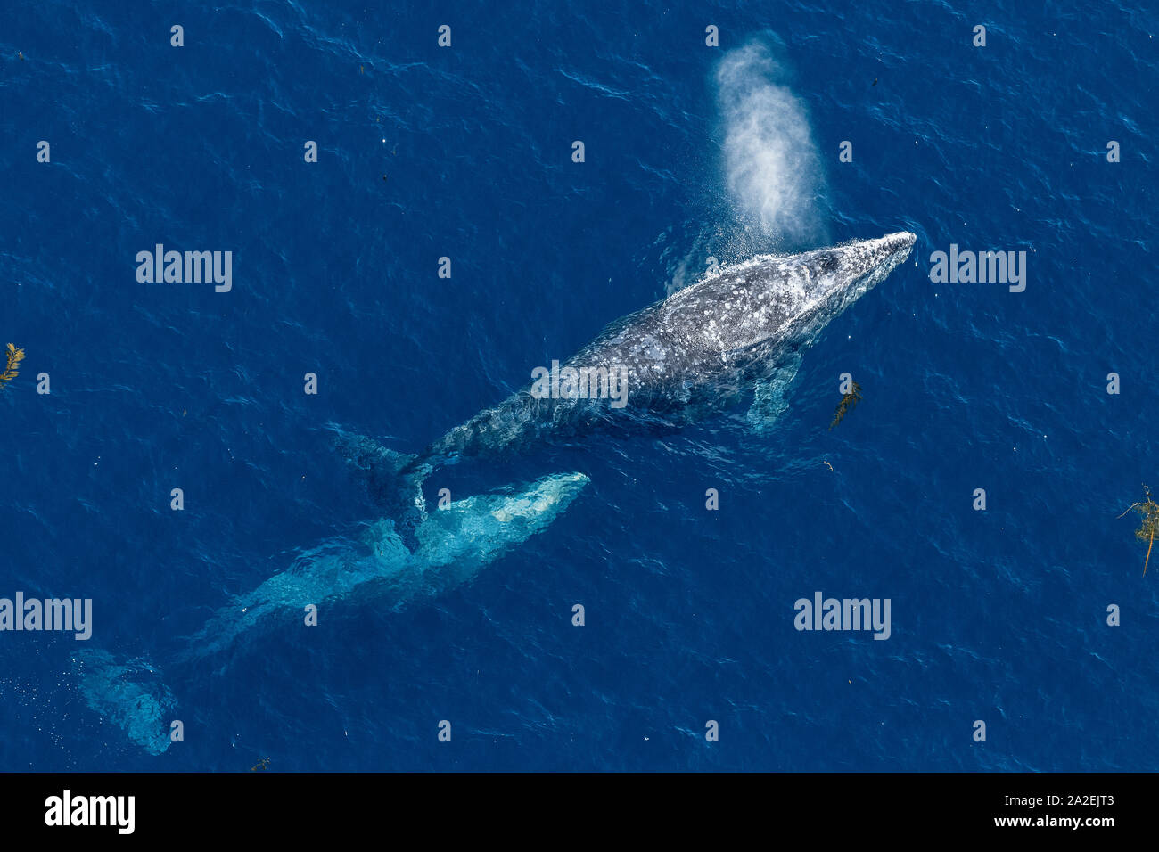 Gray whales, Eschrichtius robustus, traveling south to Mexico during their winter migration.  The annual migration of the California gray whale is the Stock Photo