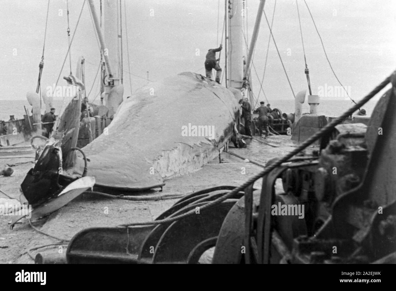 Ein erlegter Wal wird auf dem Walfänger direkt zerlegt, 1930er Jahre. A whale is dismantled on a whaling ship, 1930s. Stock Photo