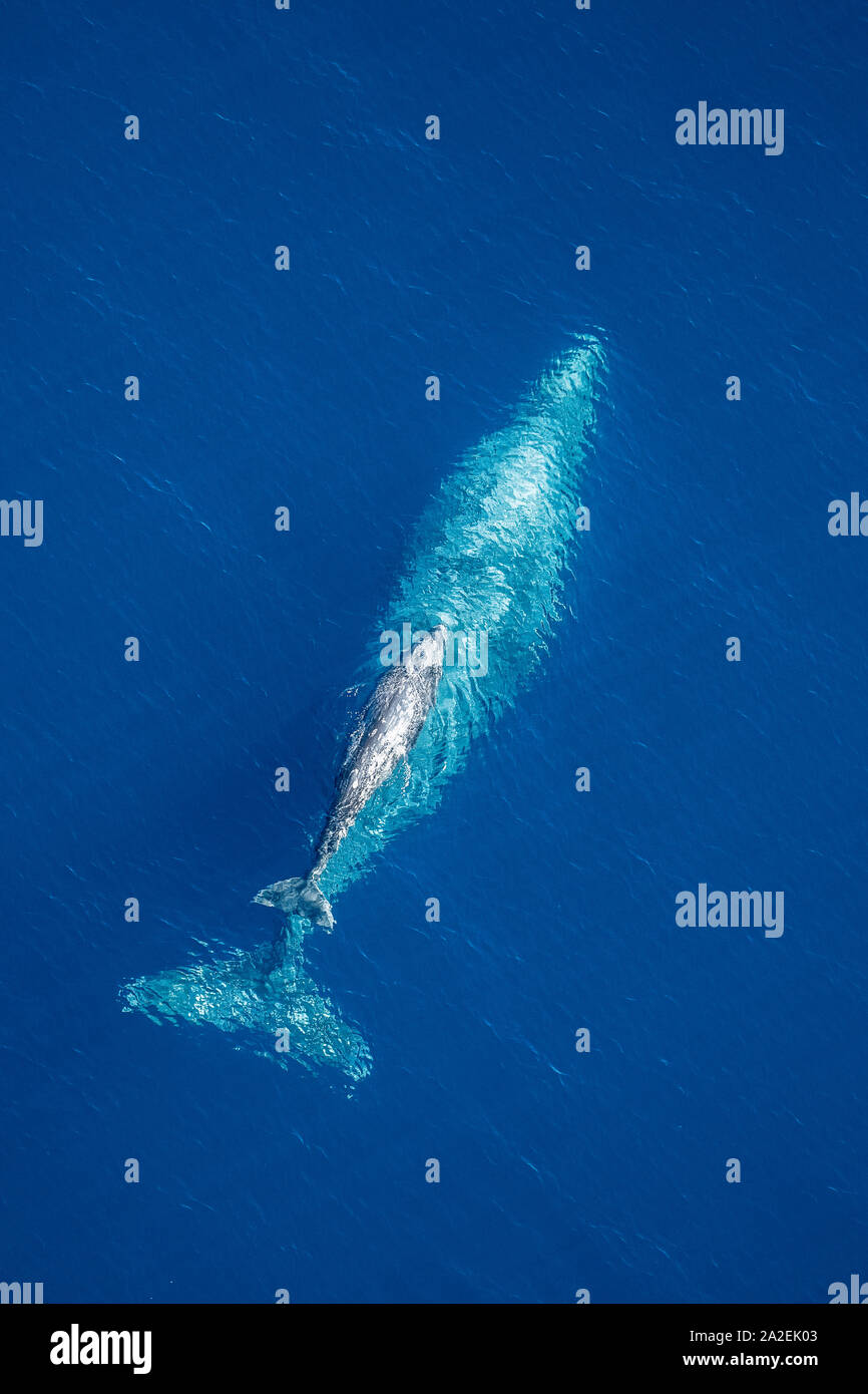 gray whale, Eschrichtius robustus, mother and calf, offshore, near San Clemente Island, Channel Islands, California, USA, Pacific Ocean Stock Photo