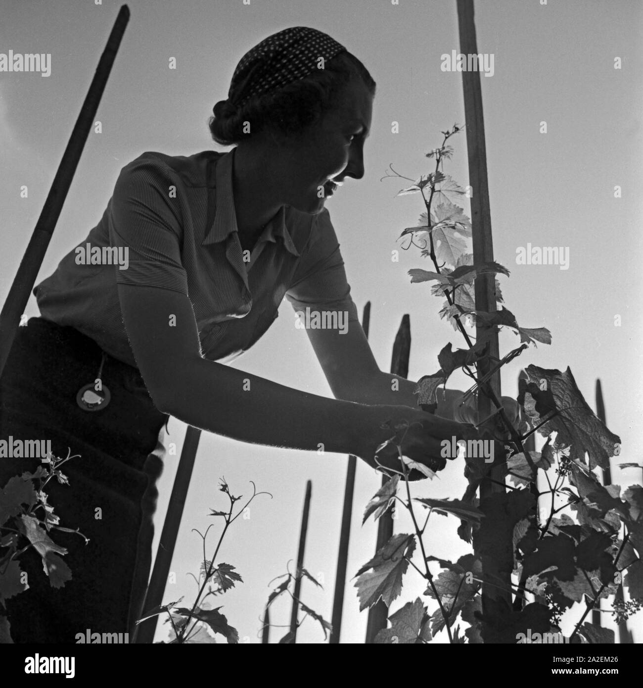 Winzerin bei der Arbeit im Weinberg, Deutschland 1930er Jahre. Winemaker at work in the vineyard, Germany 1930s. Stock Photo