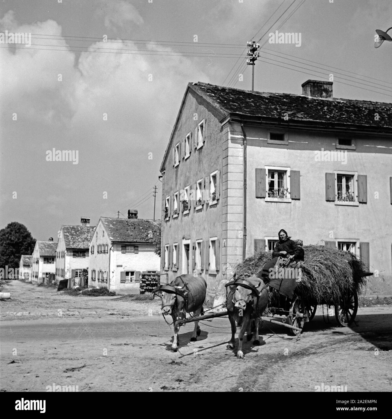Eine Bäuerin fährt mit ihem Ochsengespann durch Weissenburg, Deutschland 1930er Jahre. A farm woman drives her oxen carriage through the streets of Weissenburg, Germany 1930s. Stock Photo