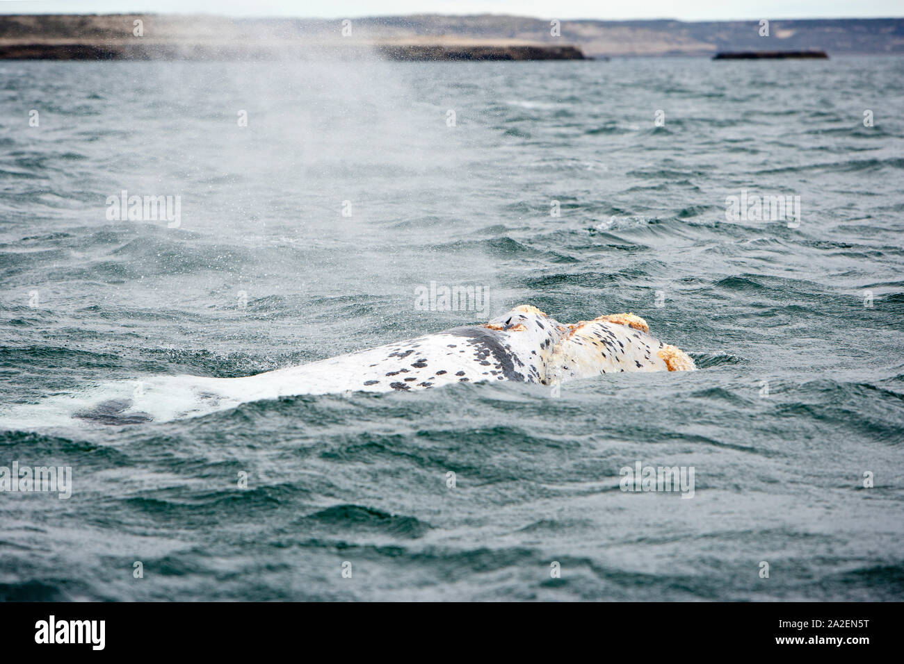 Whale black and white hi-res stock photography and images - Alamy