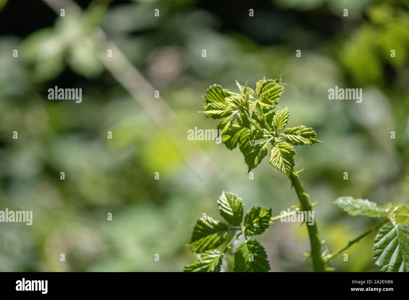 Close-up of the leaves of Rubus boraeanus (blackberry) plant. Small leaves close-up. Stock Photo