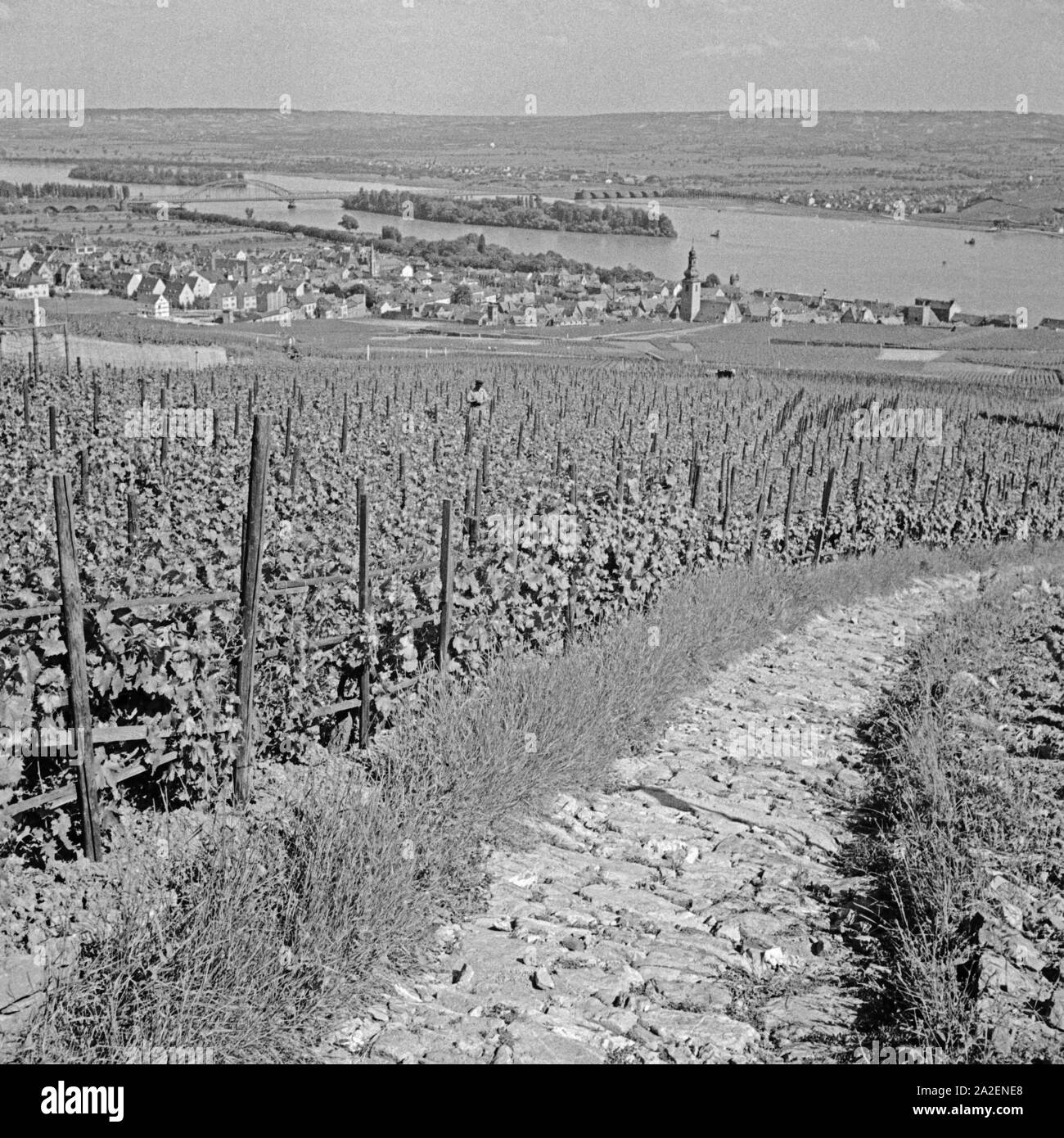 Blick über die Weinberge zur Stadt Rüdesheim am Rhein, Deutschland 1930er Jahre. View over vineyards to the city of Ruedesheim at river Rhine, Germany 1930s. Stock Photo