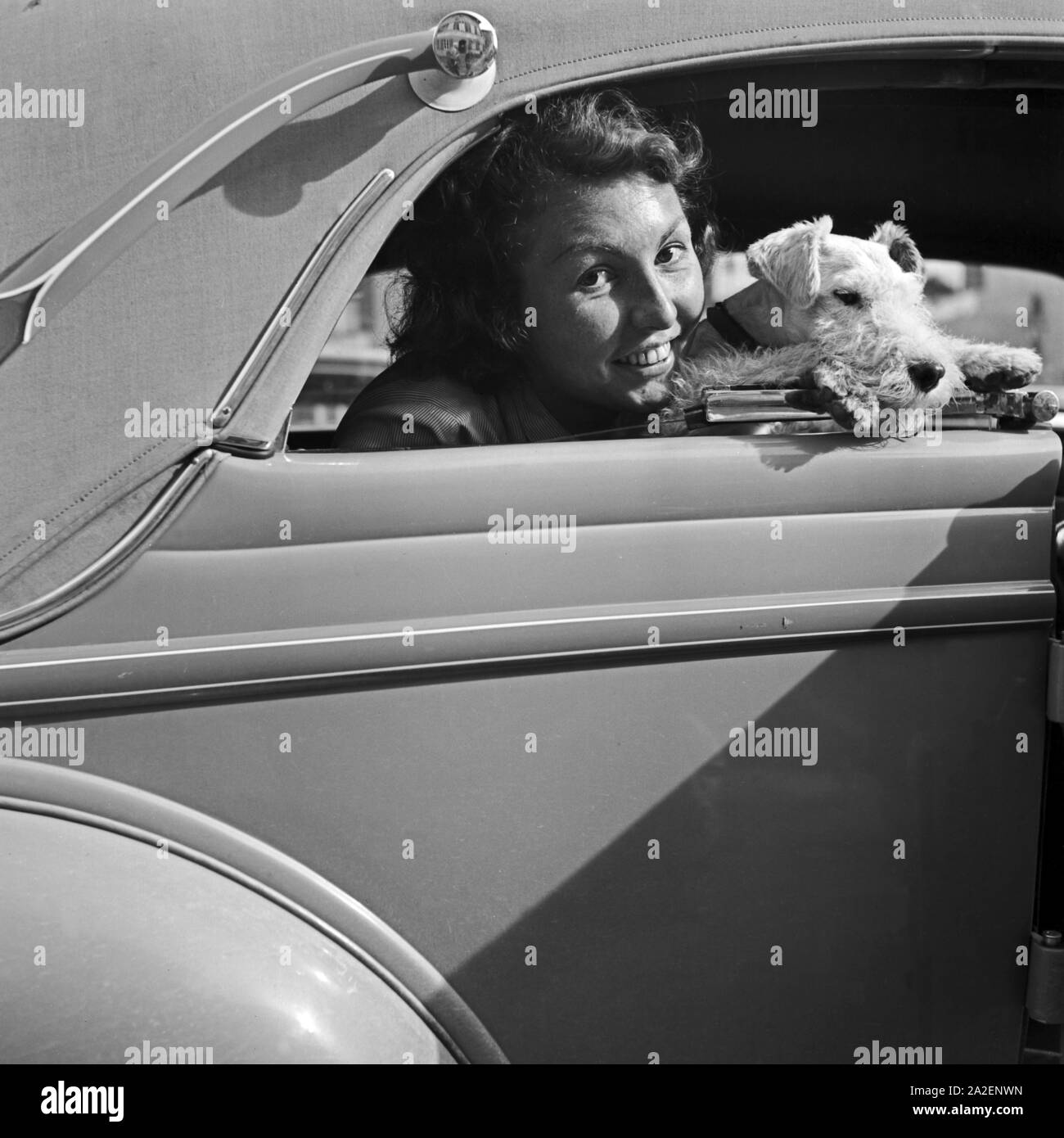 Eine junge Frau mit einem Foxterrier schaut aus dem Fenster eines abgedeckten Cabrio Ford V8, Deutschland 1930er Jahre. A young female with a fox terrier looking out of the window of a closed convertible Ford V8, Germany 1930s. Stock Photo