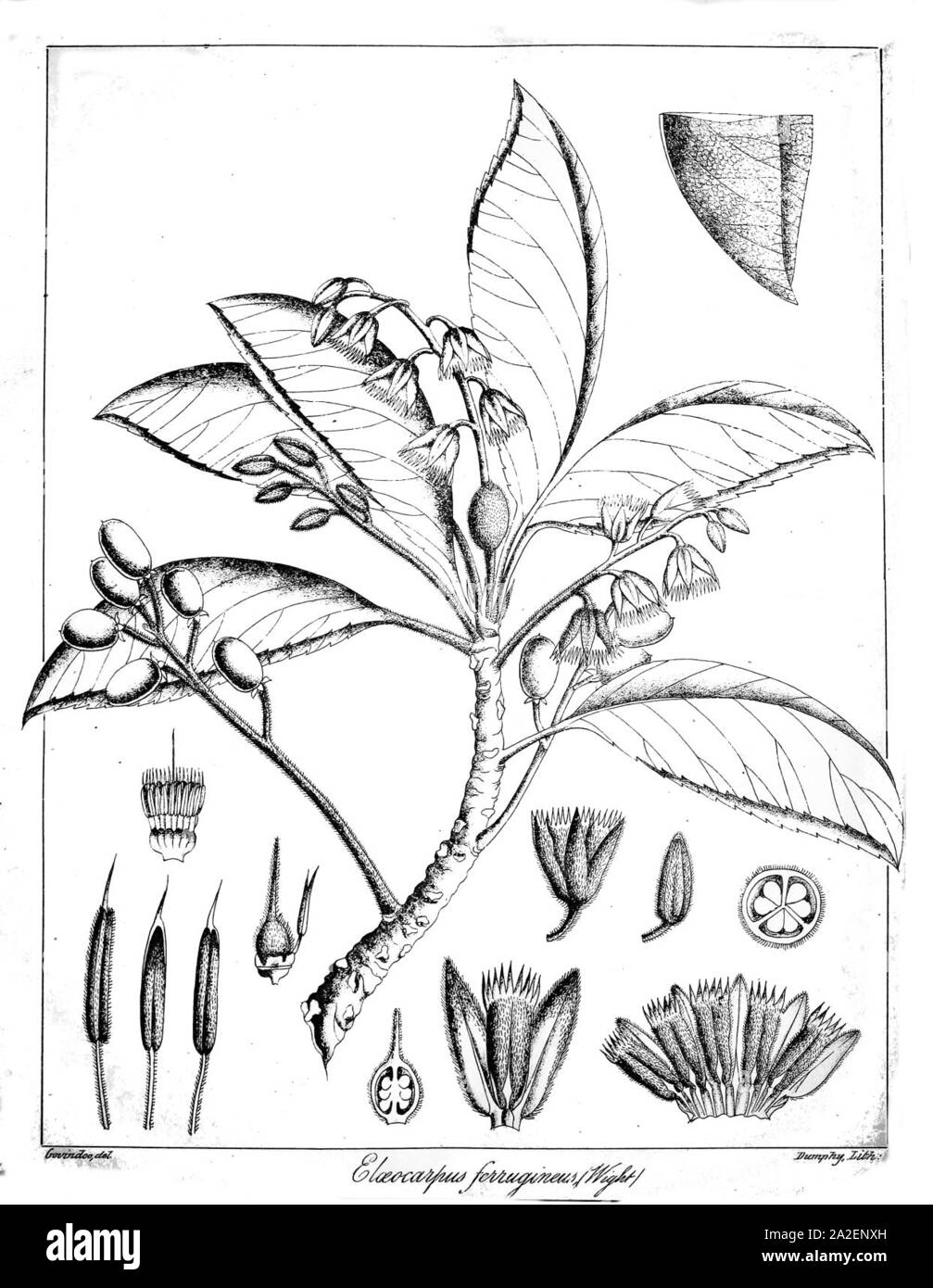 Elaeocarpus ferrugineus Govindoo. Stock Photo