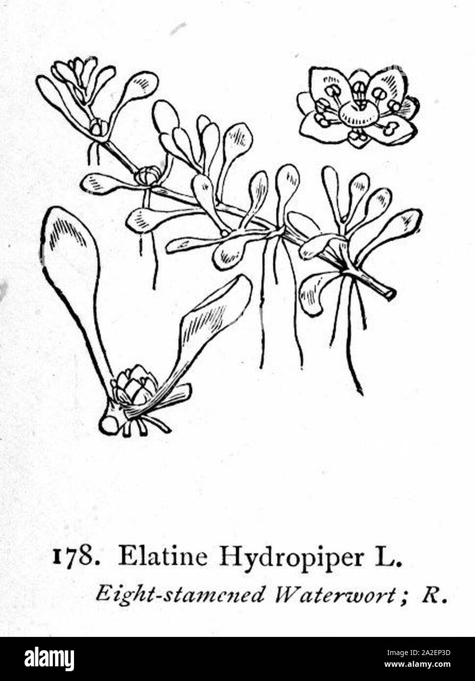 Elatine hydropiper. Stock Photo