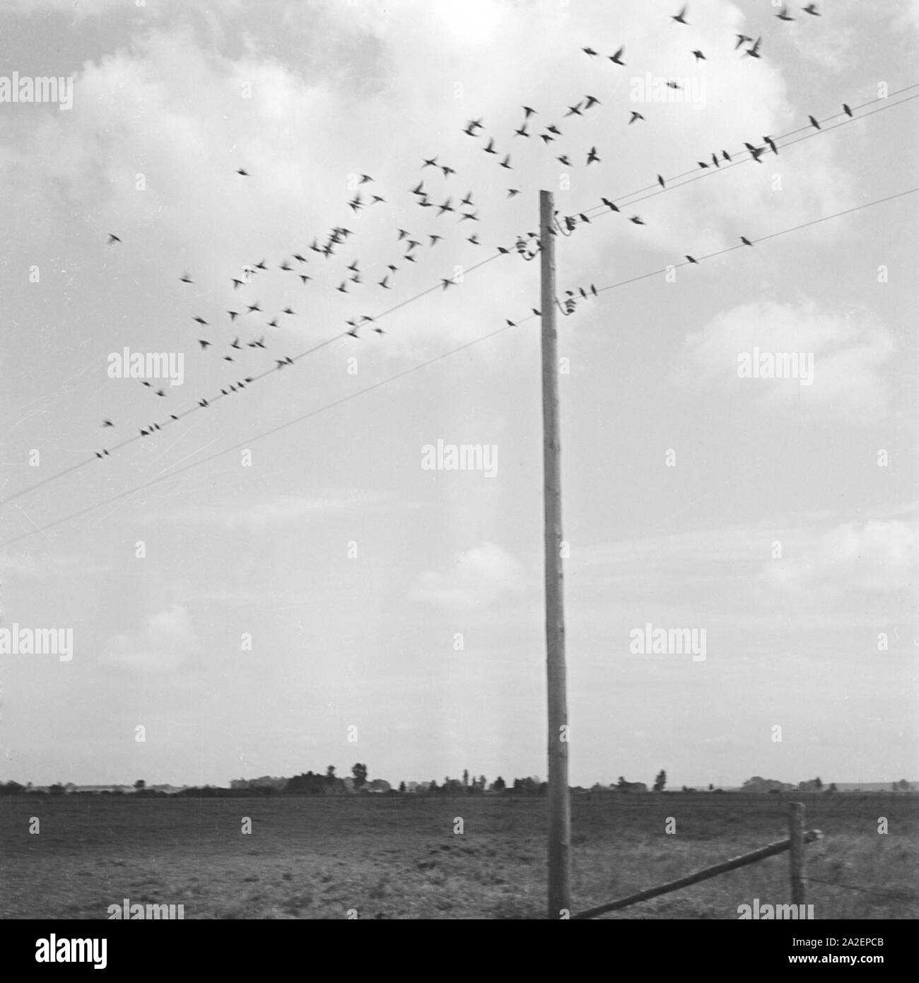 Vögel sitzen auf einer Stromleitung nahe Königsberg in Ostpreußen, Deutschland 1930er Jahre. Birds sitting on a wire near Koenigsberg in East Prussia, Germany 1930s. Stock Photo