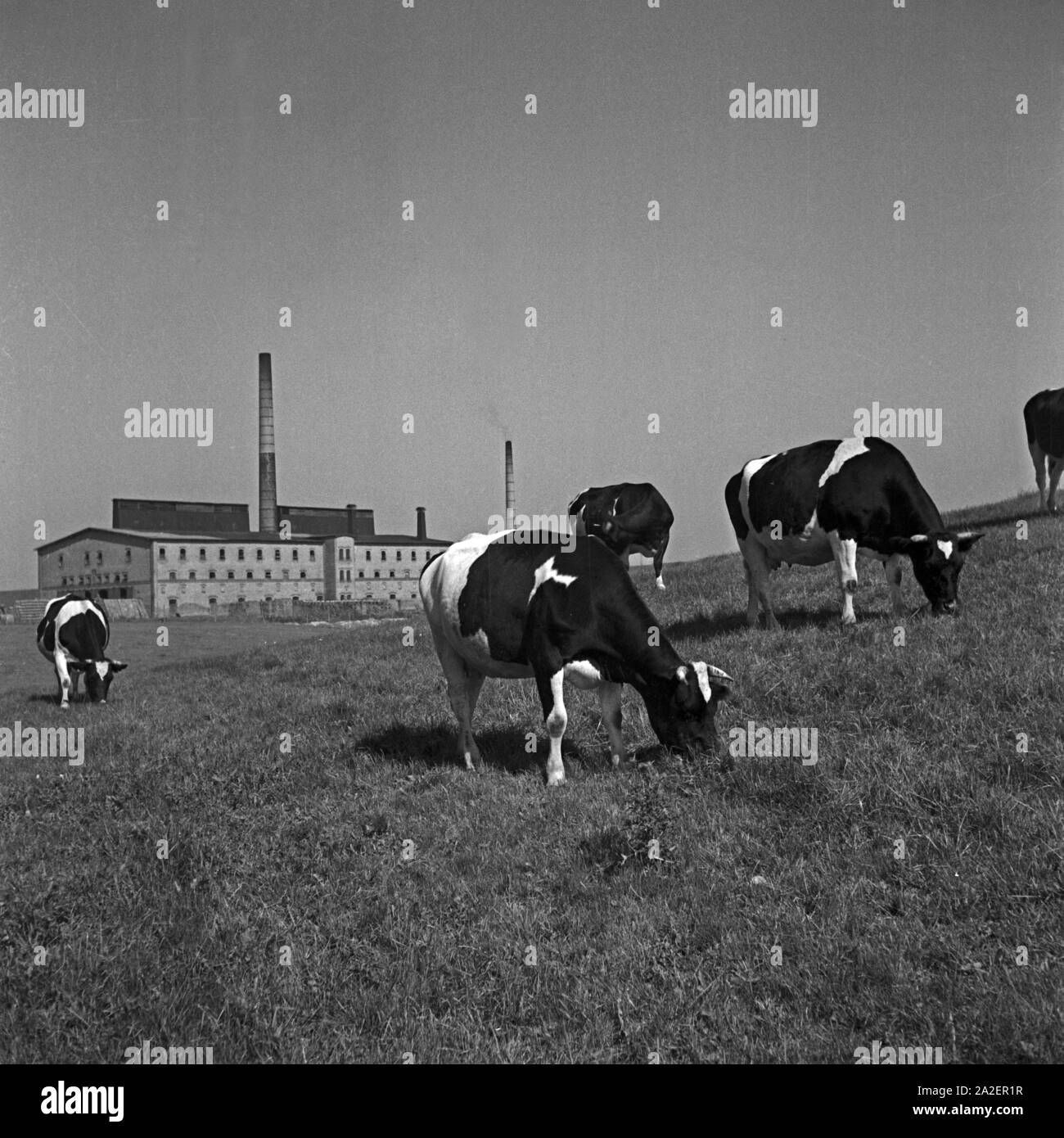Kühe grasen vor einem Fabrikgebäude in Ostpreußen, Deutschland 1930er Jahre. Cows grazing in front of a factory building at East Prussia, Germany 1930s. Stock Photo