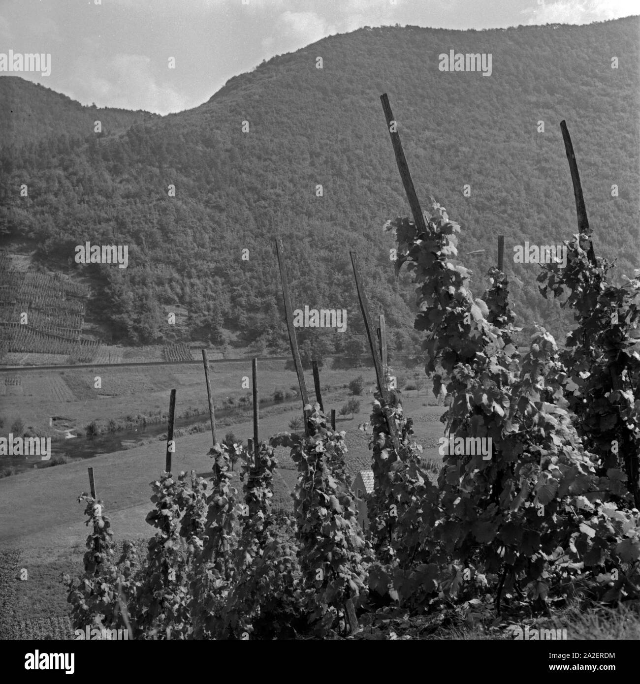 Weinberge an der Ahr, Deutschland 1930er Jahre. Vineyards at river Ahr, Germany 1930s. Stock Photo