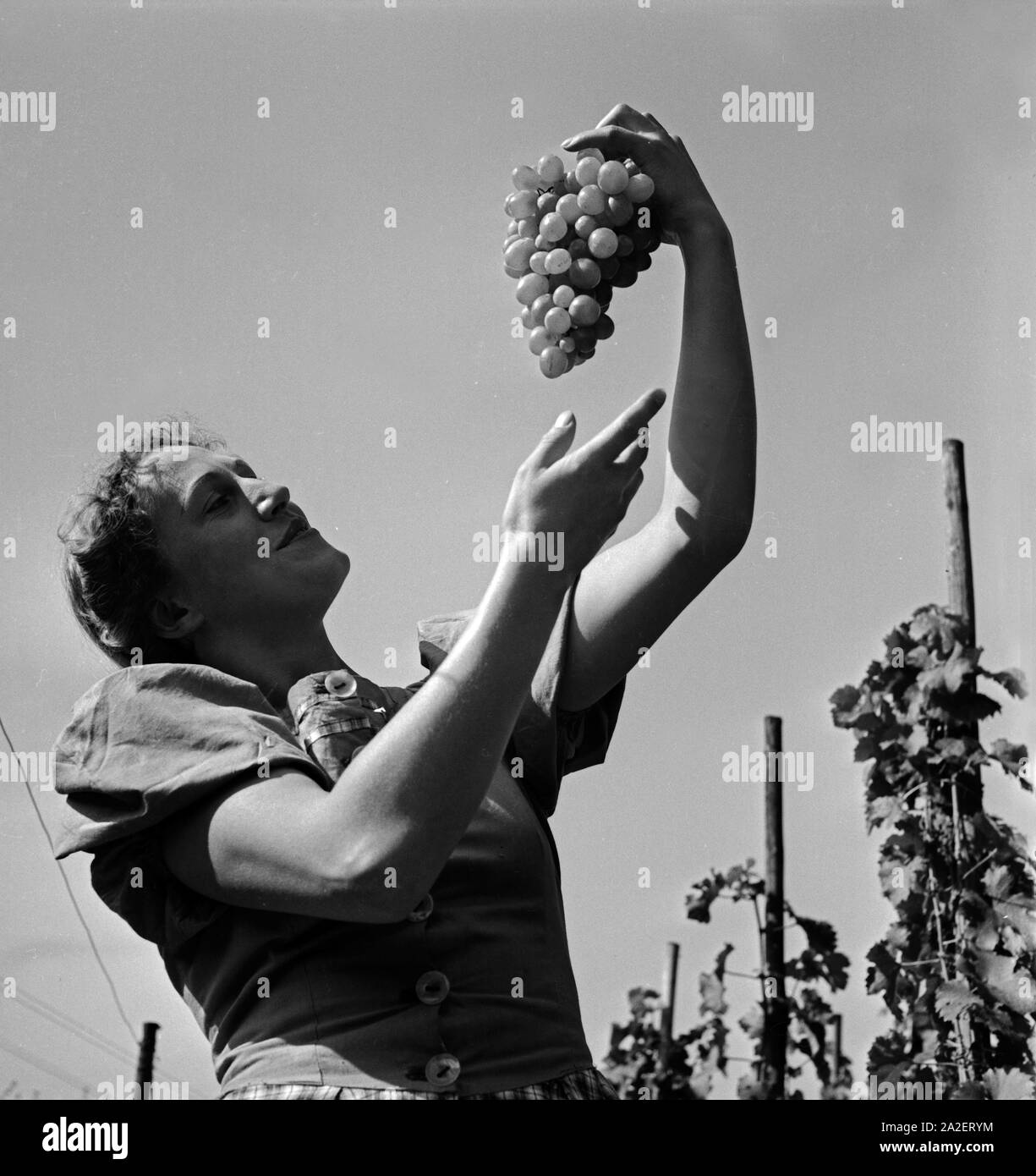 Eine Frau mit einem Perkel Weintrauben aus der Gegend um Sulz am Neckar, Deutschland 1930er Jahre. A woman with a bunch of grapes from around the town of Sulz at river Neckar, Germany 1930s. Stock Photo