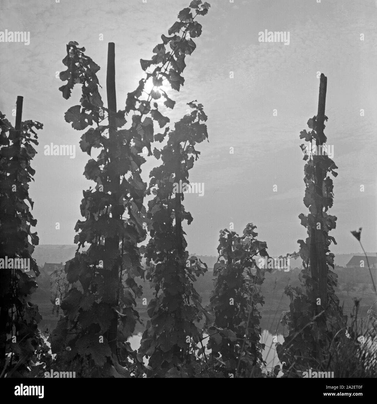 Weinreben im Sonnenschein bei Sulz am Neckar, Deutschland 1930er Jahre. Grapevines in the sun near Sulz at river Neckar, Germany 1930s. Stock Photo