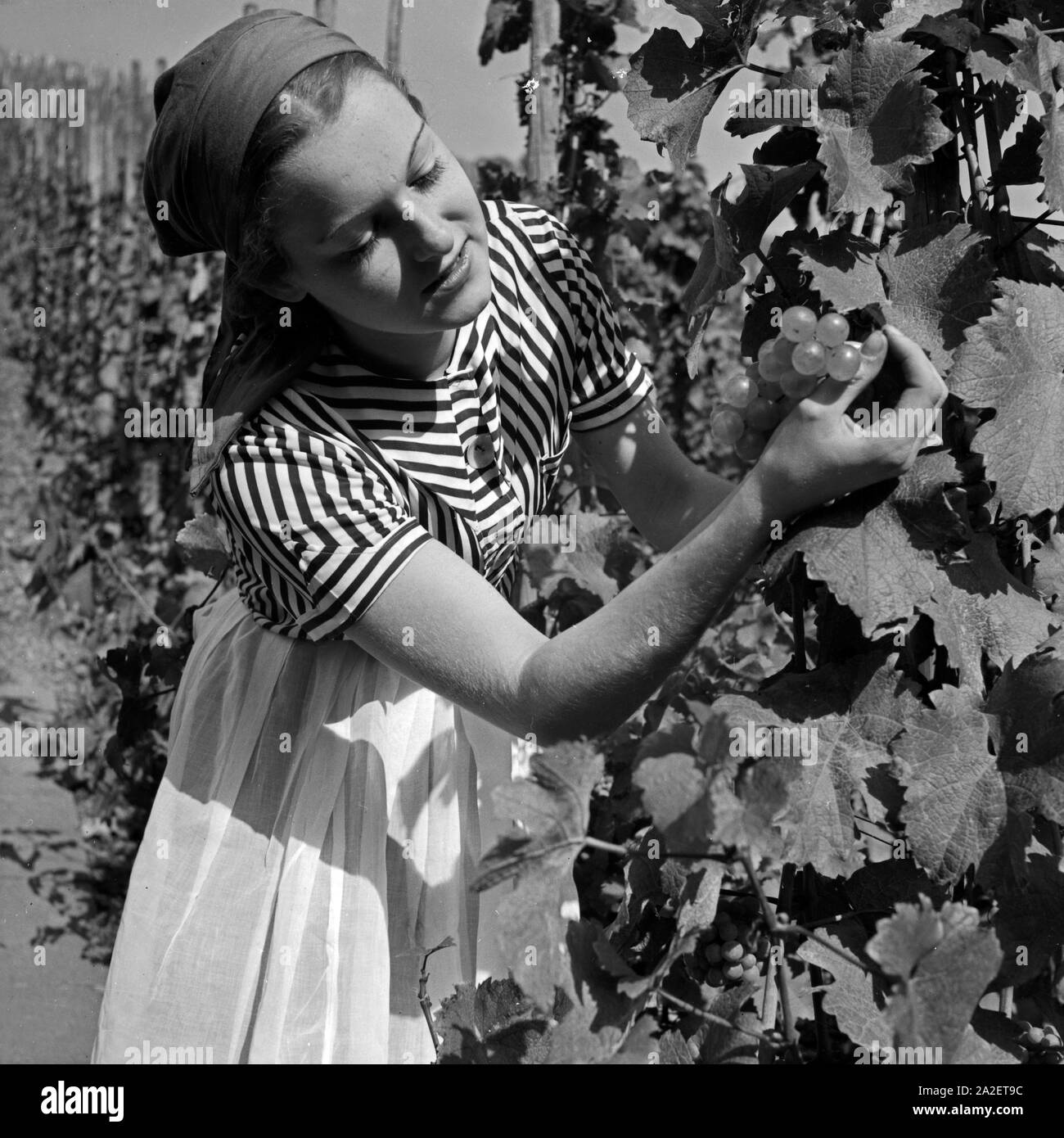 Eine junge Frau bei der Weinlese bei Sulz am Neckar, Deutschland 1930er Jahre. A young woman doing the grape harvest near Sulz at river Neckar, Germany 1930s. Stock Photo