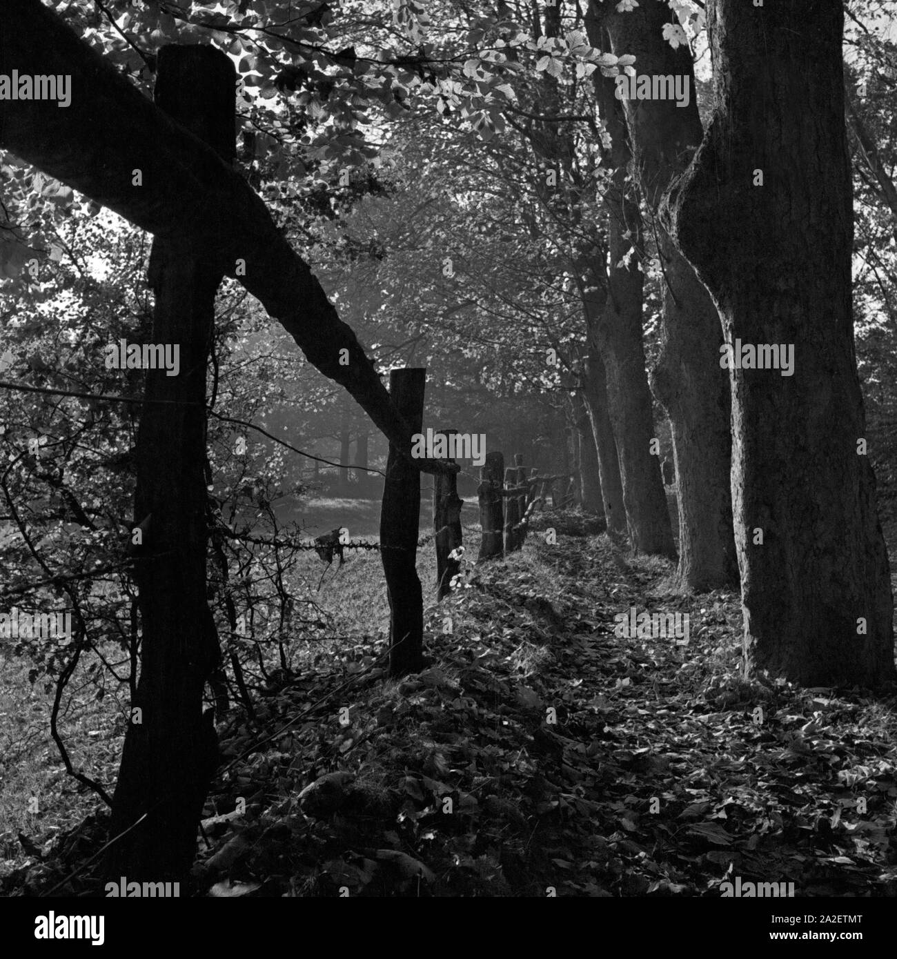 Herbstlich kahle Bäume an einem Zaungatter in einem Waldstück, Deutschland 1930er Jahre. Autumnally bald trees near a fence in an green belt, Germany 1930s. Stock Photo