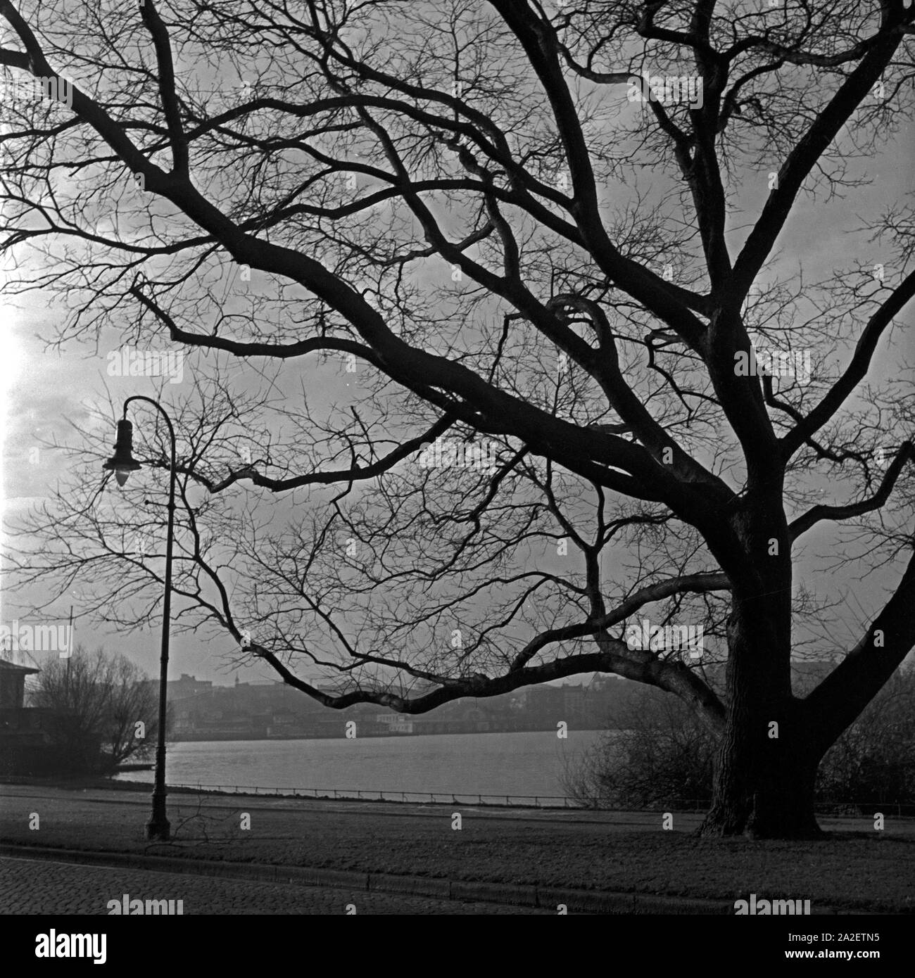 Baum im Herbst an der Alster in Hamburg, Deutschland 1930er Jahre. A bald tree in autumn near the Alster at Hamburg, Germany 1930s. Stock Photo