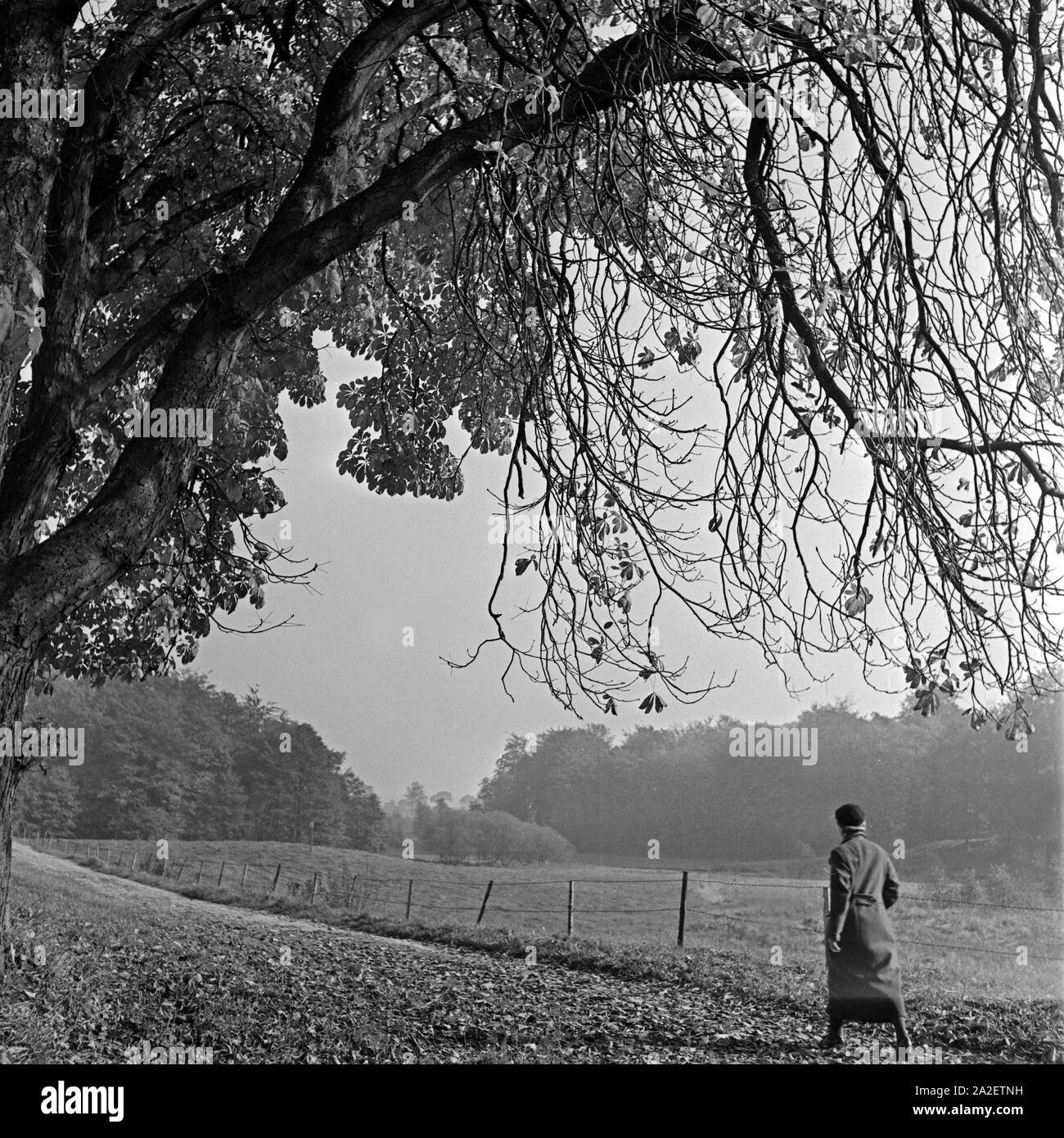 Eine Frau kommt bei einem Herbstspaziergang an knorrigen alten Bäumen vorbei, Deutschland 1930er Jahre. A woman passing great old trees at an autumn stroll, Germany 1930s. Stock Photo