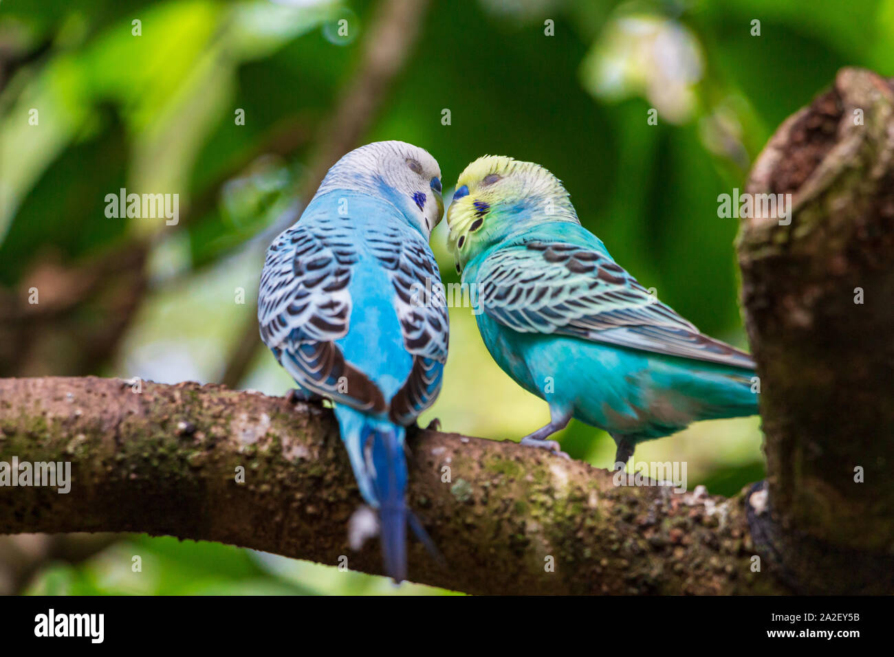 Pair of budgies a.k.a. parakeets (Melopsittacus undulatus) kissing on