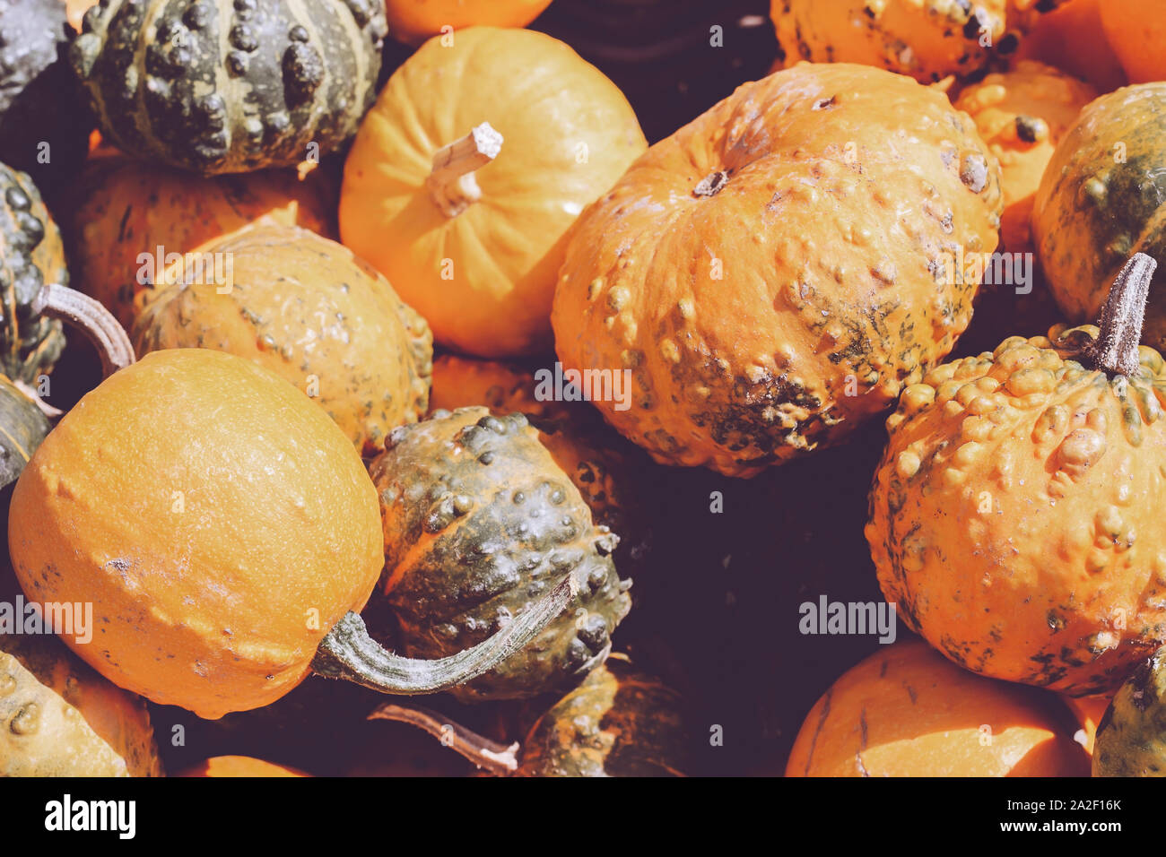 Ornamental pumpkins on market hi-res stock photography and images - Alamy
