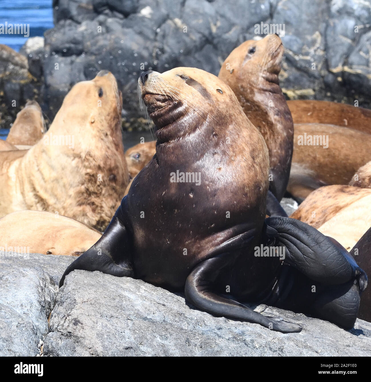 A Steller sea lion or northern sea lion (Eumetopias jubatus) scratches with its powerful back flipper.  Race Rocks, Victoria, British Columbia, Canada Stock Photo