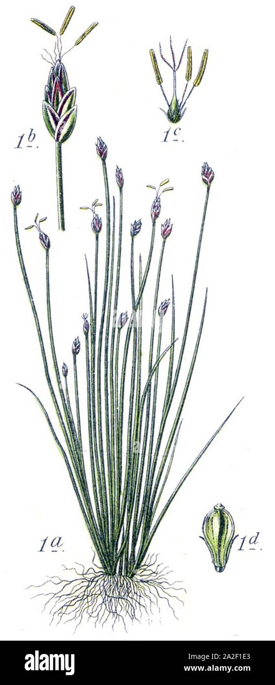 Eleocharis acicularis illustration (03). Stock Photo