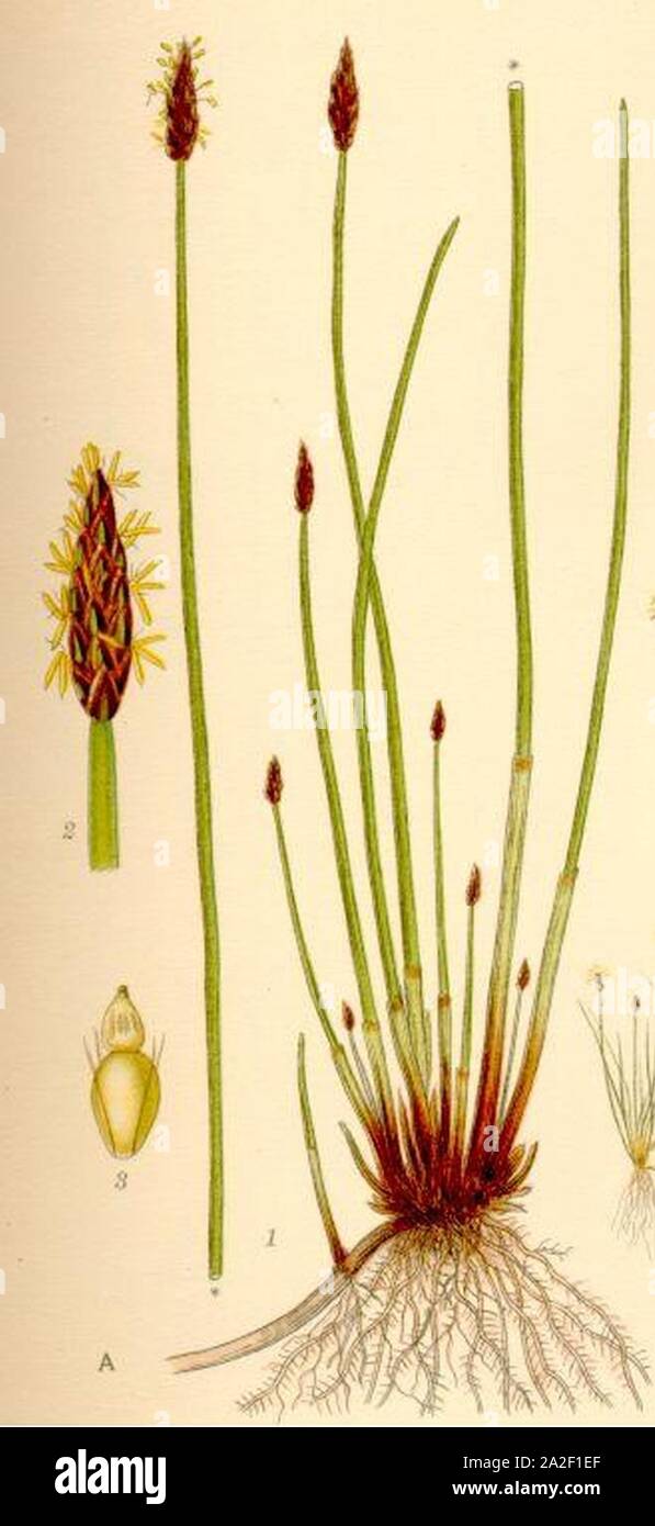 Eleocharis palustris. Stock Photo