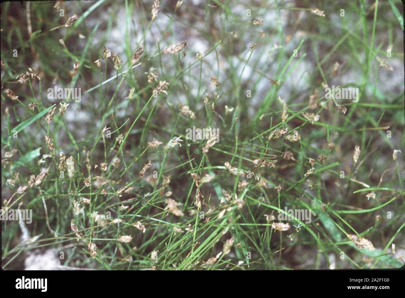 Eleocharis acicularis inflorescence (01). Stock Photo