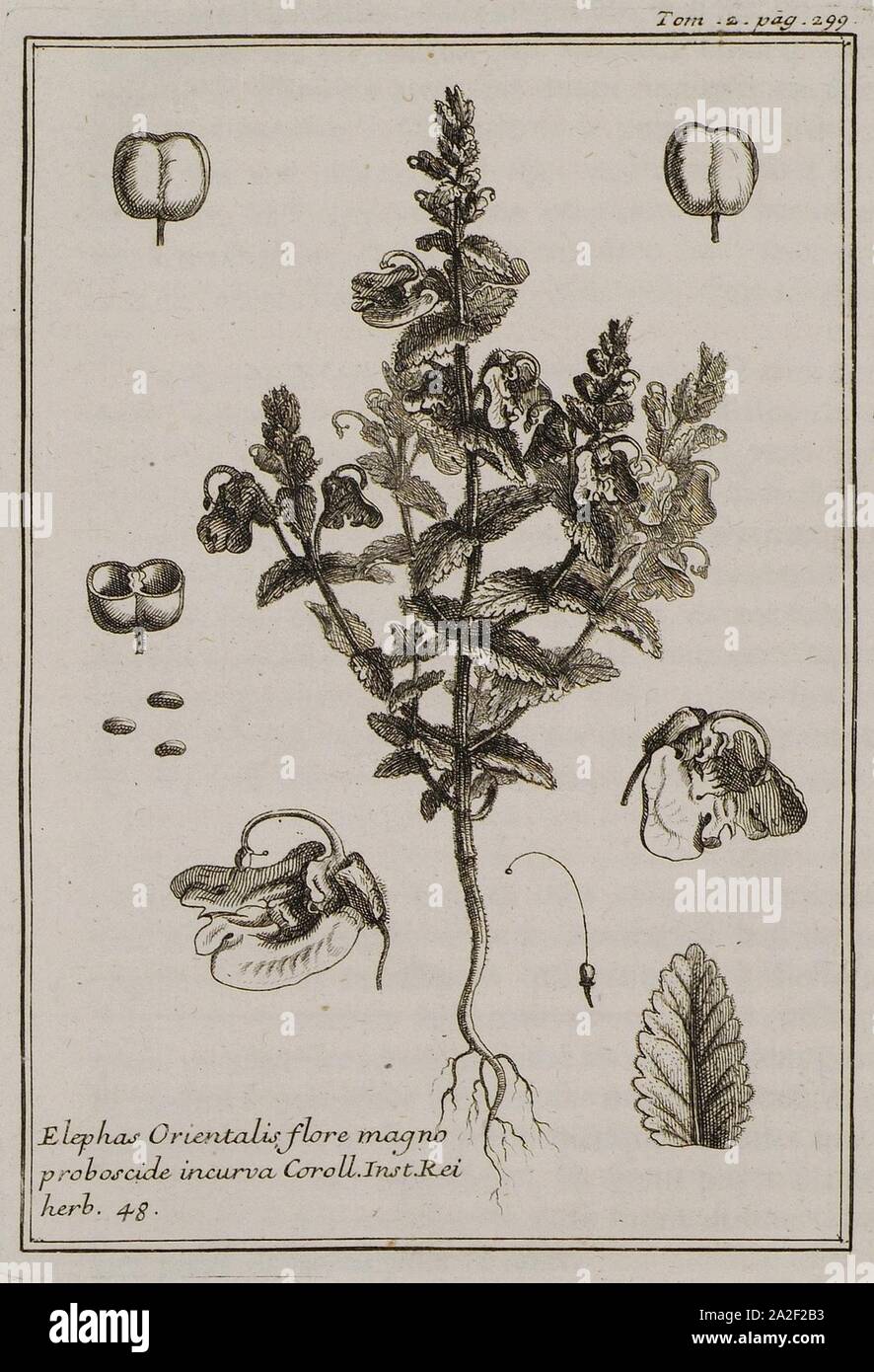 Elephas Orientalis flore magno proboscide incurva Coroll Inst Rei herb 48 - Tournefort Joseph Pitton De - 1717. Stock Photo