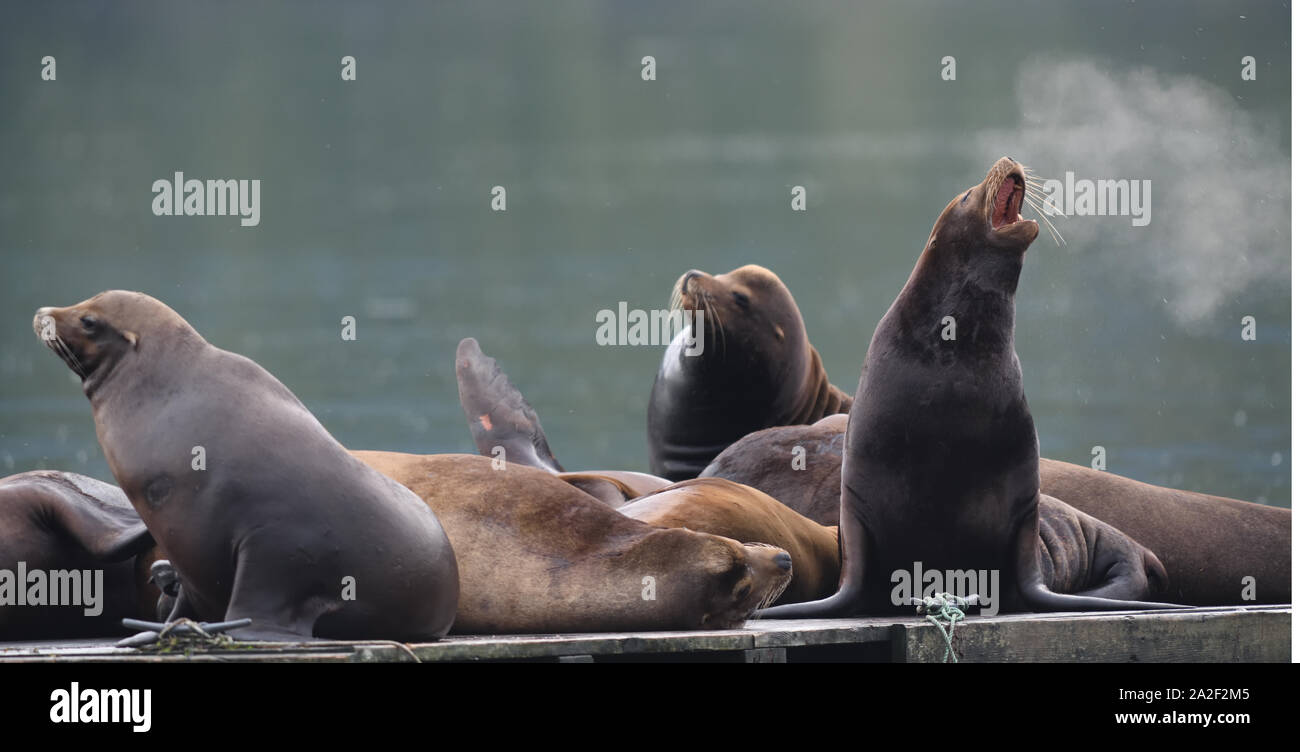 California sea lions (Zalophus californianus) relax in the early morning on an abandoned pontoon in Ucluelet harbour. Ucluelet, British Columbia, Cana Stock Photo