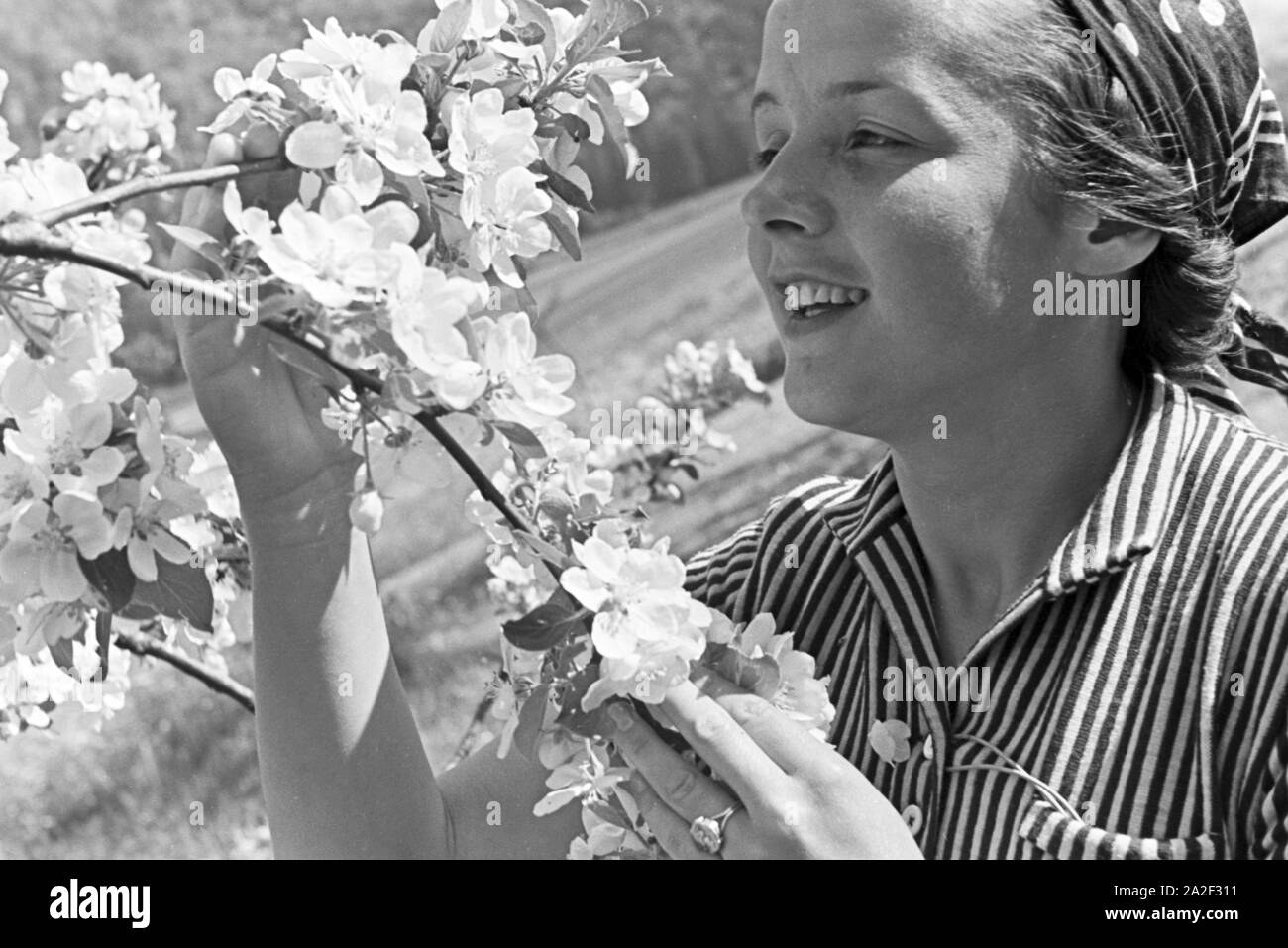 Eine junge Frau unter einem blühenden Kirschbaum im Schwarzwald, Deutschland 1930er Jahre. A young woman under a blooming cherry tree in the Black Forest, Germany 1930s. Stock Photo