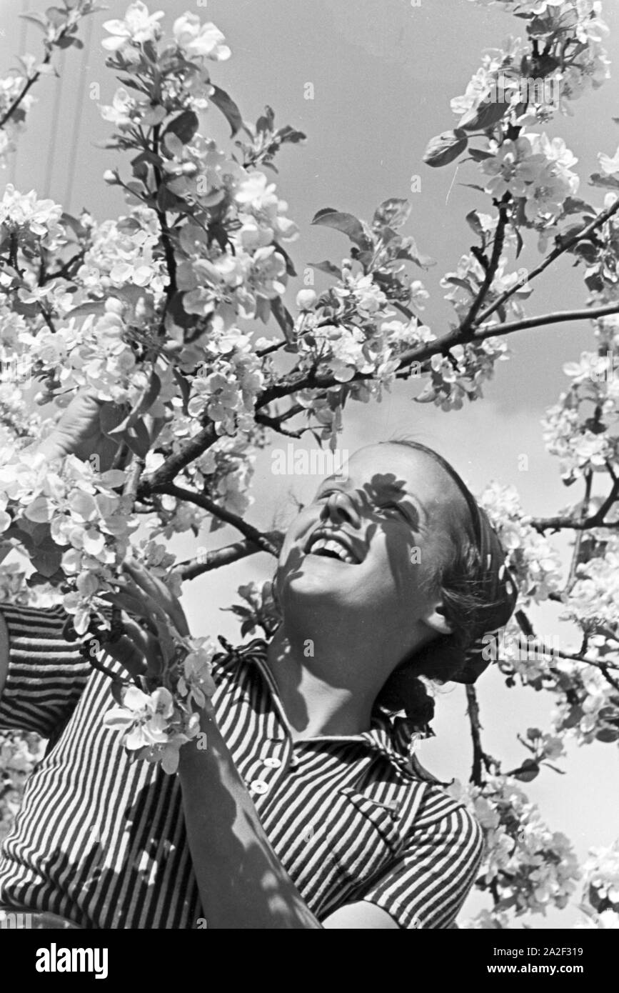 Eine junge Frau unter einem blühenden Kirschbaum im Schwarzwald, Deutschland 1930er Jahre. A young woman under a blooming cherry tree in the Black Forest, Germany 1930s. Stock Photo