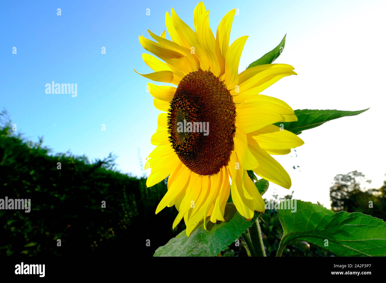 A giant sunflower growing in the garden against a blue summer sky Stock Photo