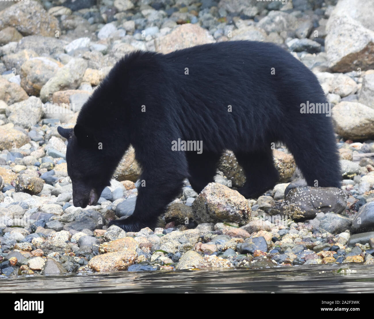A black bear (Ursus americanus) searched for food by turning over boulders on the beach with its strong paws.  Tofino, British Columbia, Canada Stock Photo
