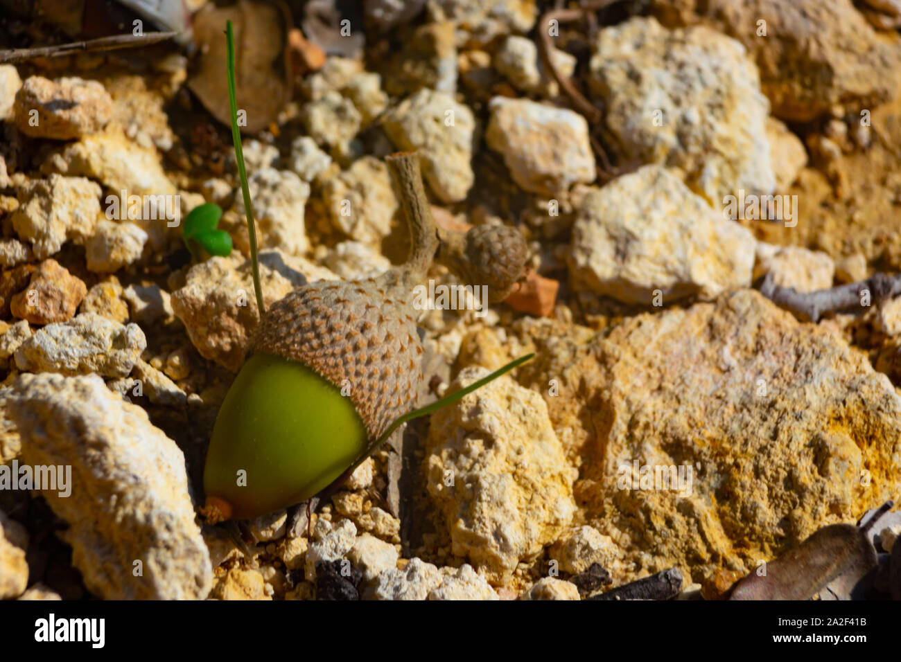 acorns are wild nuts very rich in vitamins Stock Photo Alamy