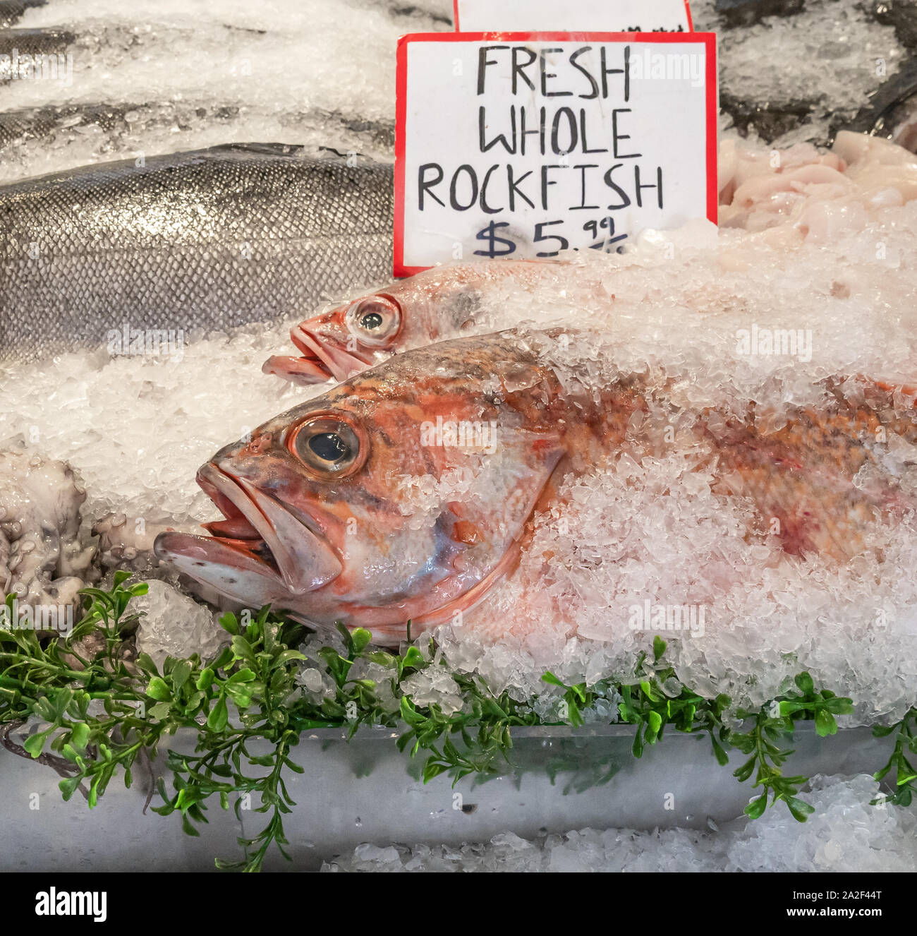 A pair of whole Pacific snapper rockfish on ice at a food stall in a
