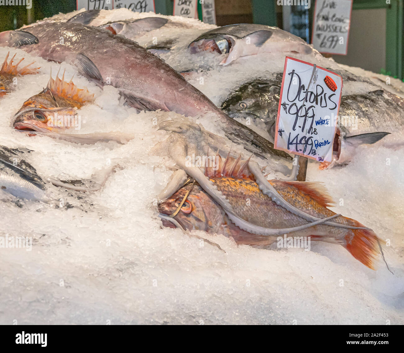 Fishmonger’s display of chilled whole octopus and Pacific rockfish