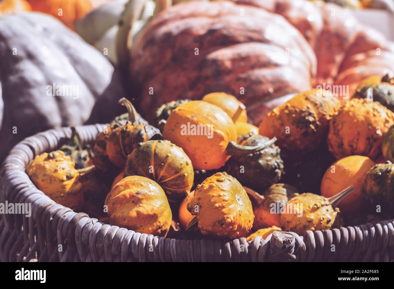 Bunch of decorative mini pumpkins and gourds in baskets on farmers market; autumn background Stock Photo