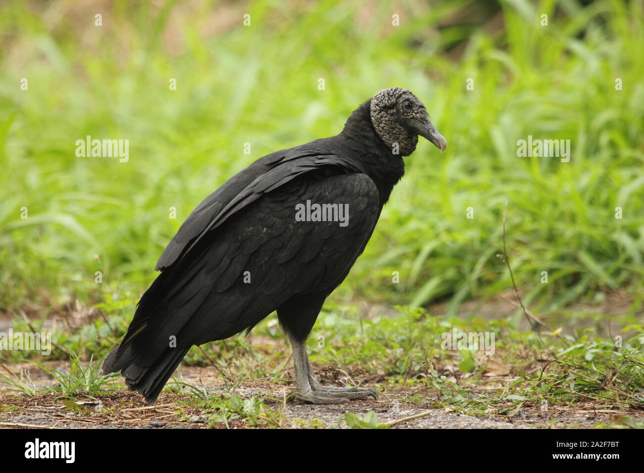 Scavenger bird Black vulture (Coragyps atratus) or American black vulture in the New World vulture family in flight Stock Photo