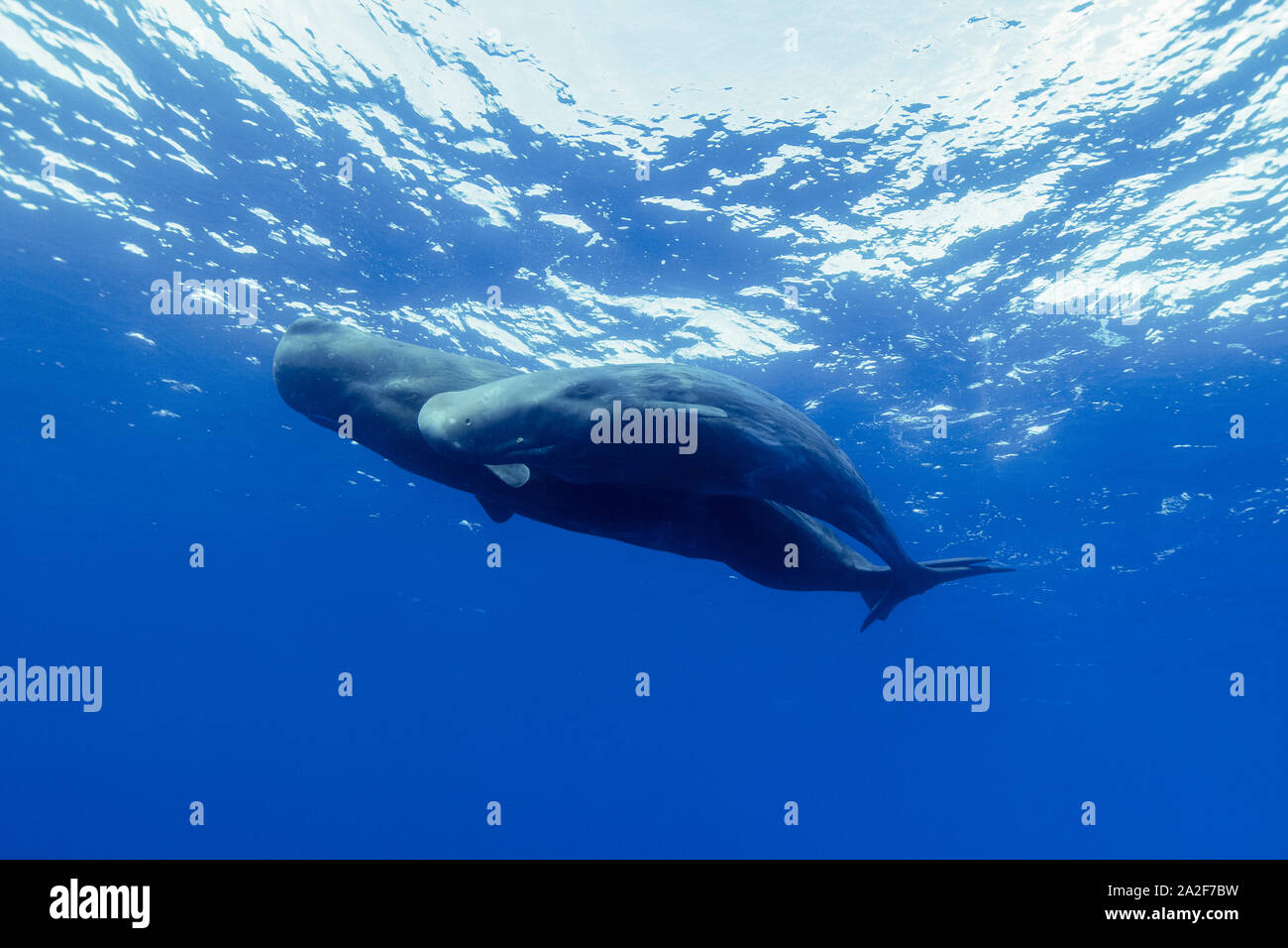 sperm whale, Physeter macrocephalus, Chichi-jima, Bonin Islands, Ogasawara Islands, Natural World Heritage Site, Tokyo, Japan, Pacific Ocean Stock Photo