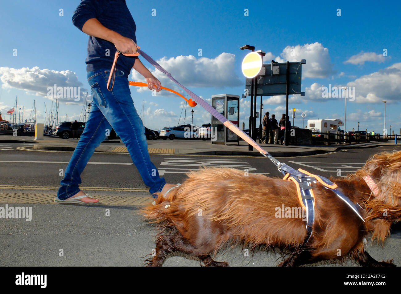 Walking the dog on a lead Stock Photo Alamy