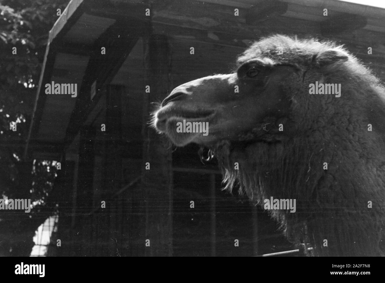 Ein Kamel im Stuttgarter Zoo Wilhelma, Deutschland 1930er Jahre. A camel in Stuttgarts´s zoo Wilhelma, Germany 1930s. Stock Photo
