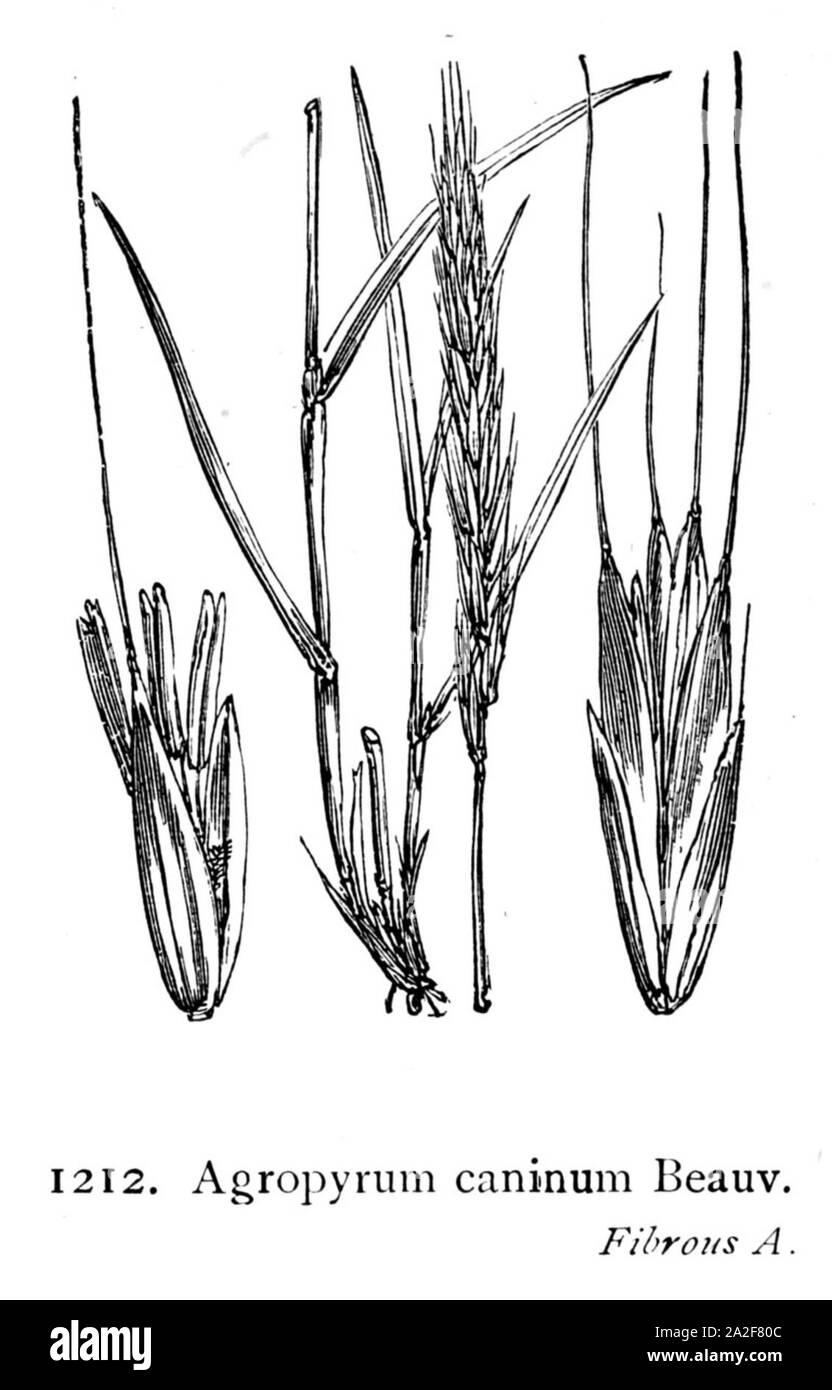 Elymus caninus illustration (03). Stock Photo