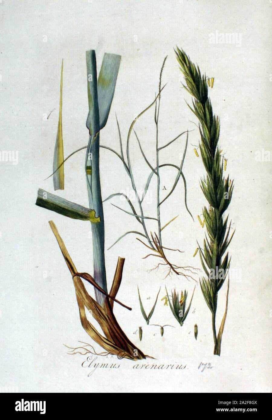 Elymus arenarius — Flora Batava — Volume v3. Stock Photo