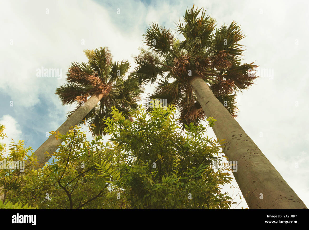 Coconut palm trees seen from below Stock Photo