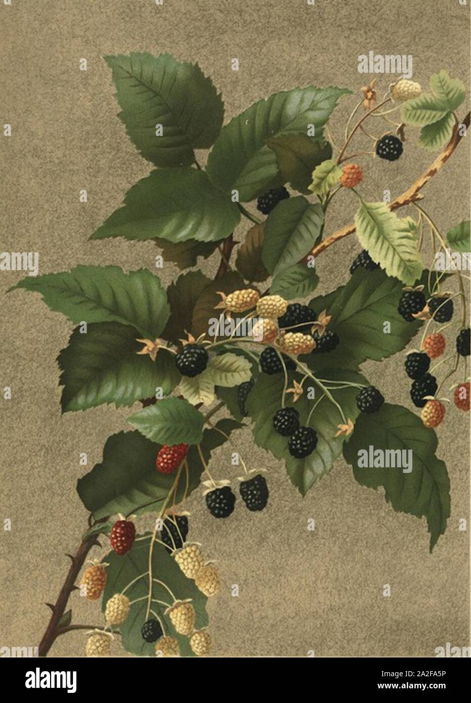 Ellen thayer fisher hires stock photography and images Alamy