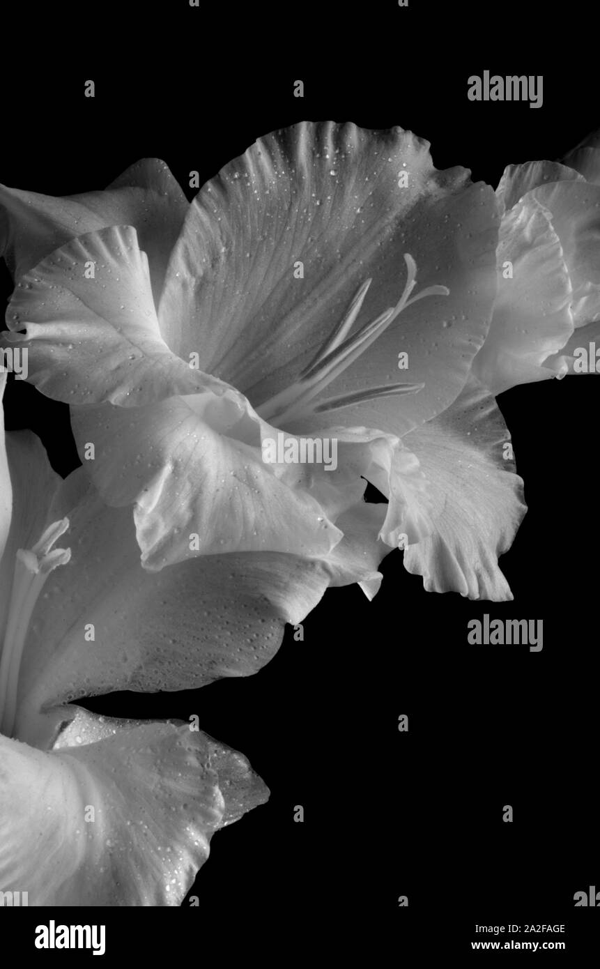 Beautiful blooming white lily Black and White Stock Photos & Images - Alamy